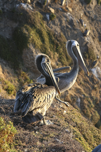 Pelican